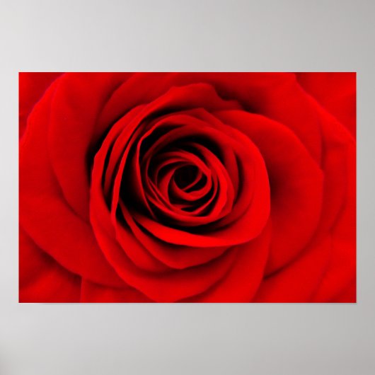 Red Rose Floral Poster (Voorkant)