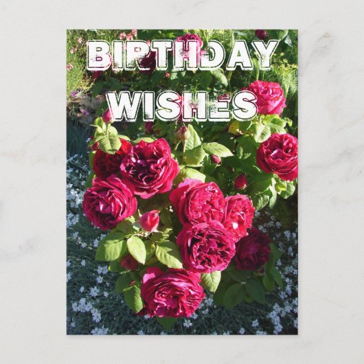 Red Rose Flower Garden floral Happy Birthday Briefkaart (Voorkant)