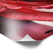 Red Rose Foto Afdruk (Hoek)