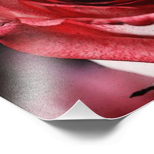 Red Rose Foto Afdruk (Hoek)