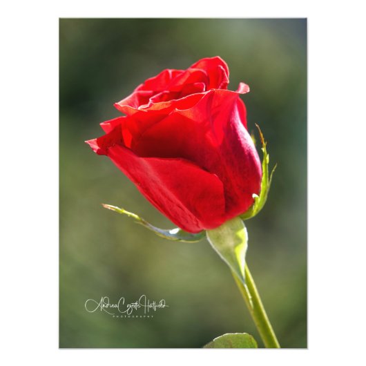 Red Rose Foto Afdruk (Voorkant)