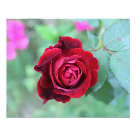 Red rose foto afdruk