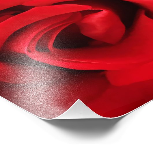 Red Rose Foto Afdruk (Hoek)