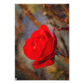 Red Rose Foto Afdruk (Voorkant)