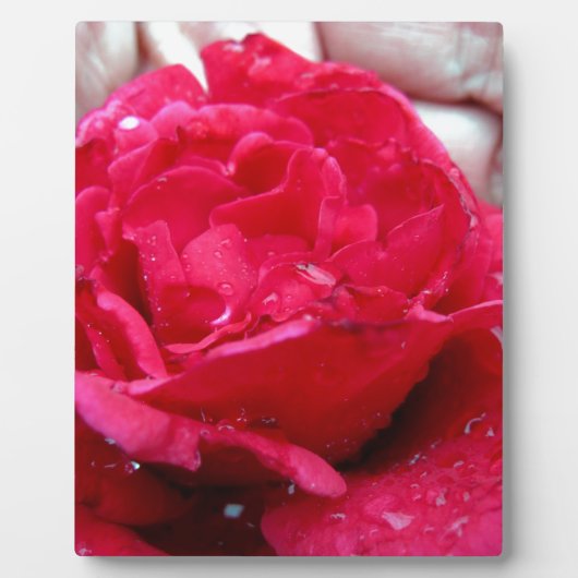 Red Rose Fotoplaat (Voorkant)