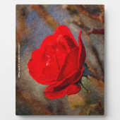 Red Rose Fotoplaat (Voorkant)