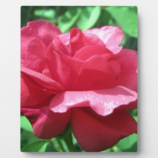 Red Rose Fotoplaat (Voorkant)