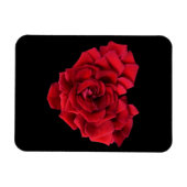 Red Rose Heart Black Magneet (Horizontaal)