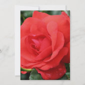 Red Rose In Bloom Floral  Kaart (Achterkant)