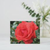 Red Rose in Bloom Flower Photography Briefkaart (Staand voorkant)