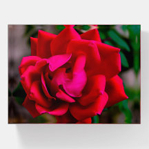 Red Rose in Texas