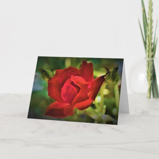 Red Rose, kaart (Voorkant)
