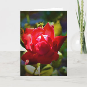 Red Rose, kaart