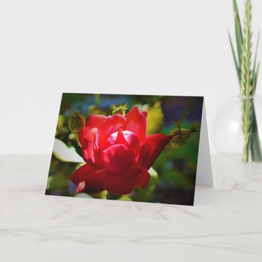 Red Rose, kaart (Voorkant)