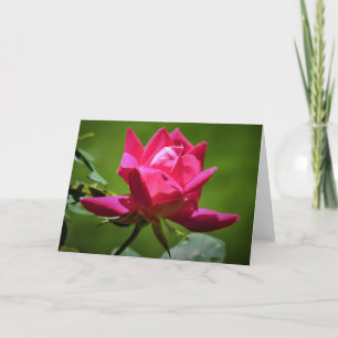 Red Rose, kaart