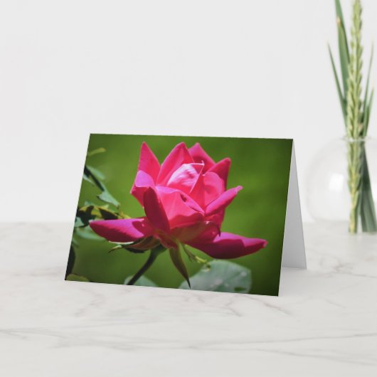 Red Rose, kaart (Voorkant)