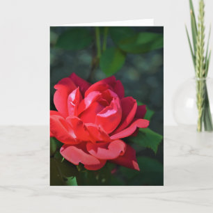 Red Rose, kaart