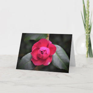 Red Rose, kaart