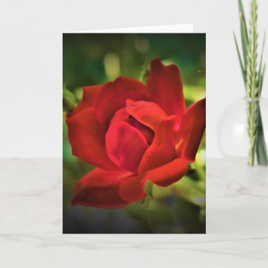 Red Rose, kaart (Voorkant)