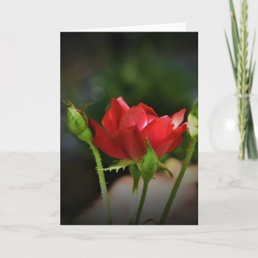 Red Rose, kaart (Voorkant)