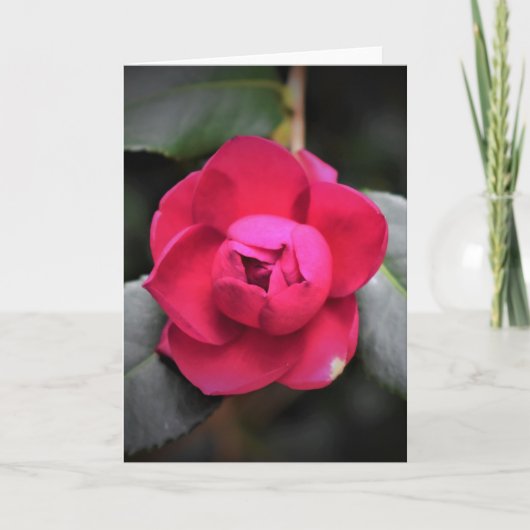 Red Rose, kaart (Voorkant)