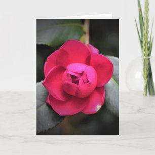 Red Rose, kaart
