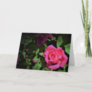 Red Rose, kaart