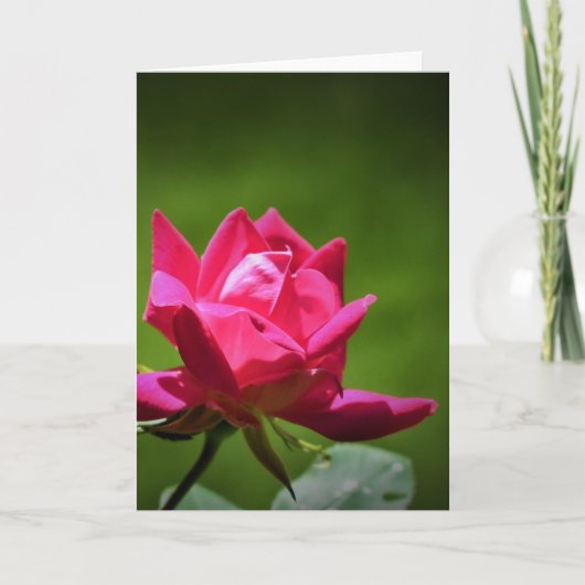 Red Rose, kaart (Voorkant)