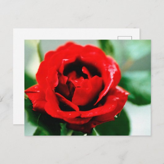 Red Rose Love Bedankt Briefkaart (Voorkant / Achterkant)