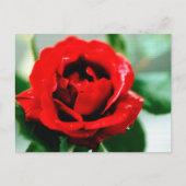 Red Rose Love Bedankt Briefkaart (Voorkant)
