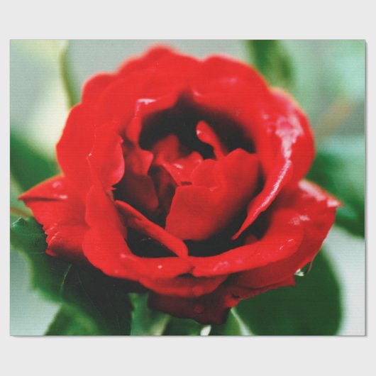Red Rose Love Cadeaupapier (Vlak)