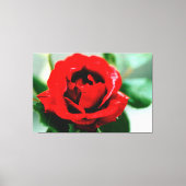 Red Rose Love Canvas Print (Voorkant)