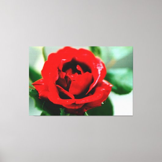 Red Rose Love Canvas Print (Voorkant)