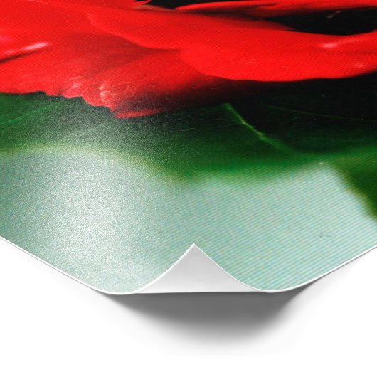 Red Rose Love Foto Afdruk (Hoek)