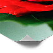 Red Rose Love Poster (Hoek)