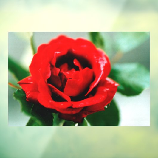 Red Rose Love Raamsticker (Vel 3)