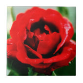 Red Rose Love Tegeltje (Voorkant)