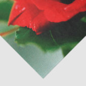 Red Rose Love Tissuepapier (Detail)