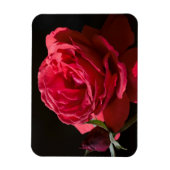 Red Rose Magneet (Verticaal)