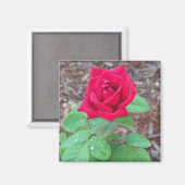 Red Rose Magneet (Voorkant / Achterkant)