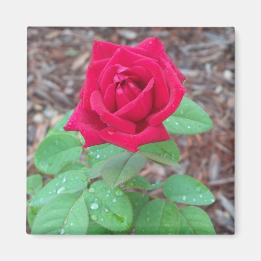 Red Rose Magneet (Voorkant)