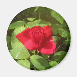Red Rose Magneet