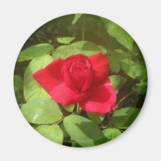 Red Rose Magneet (Voorkant)