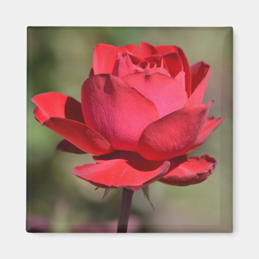 Red Rose Magneet (Voorkant)