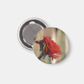 Red Rose Magneet (Voorkant / Achterkant)