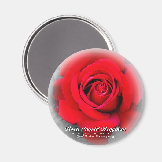 Red Rose Magneet (Voorkant / Achterkant)