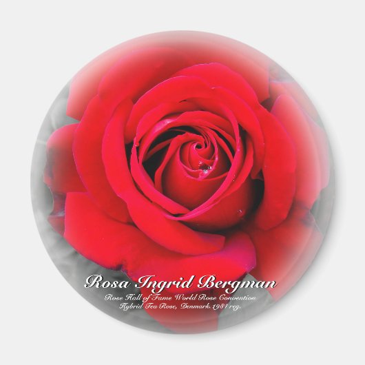 Red Rose Magneet (Voorkant)