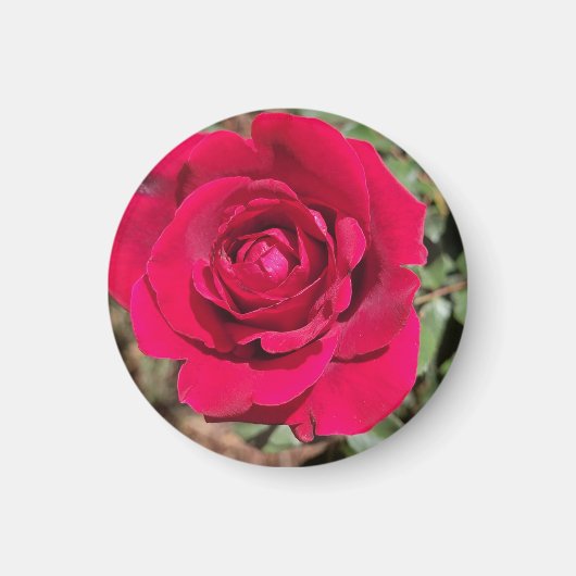 Red Rose Magnet (Voorkant)