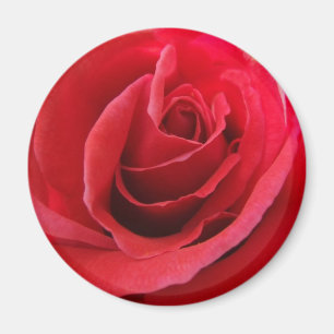 Red Rose Magnet
