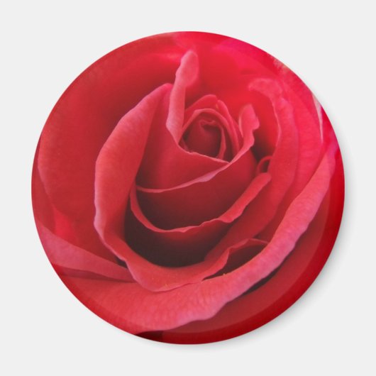 Red Rose Magnet (Voorkant)